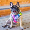 PRE-ORDER: Tie-Dye Dog Cooling Vest cooling vest barkindustry 