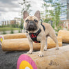 The Lumberjack Plaid Dog Harness Harness barkindustry 